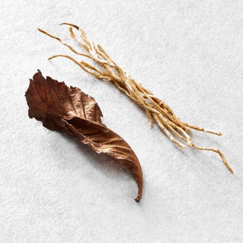 Welkes braunes Blatt und dunne Wurzeln auf hellem Untergrund, symbolisieren Verganglichkeit und Natur.