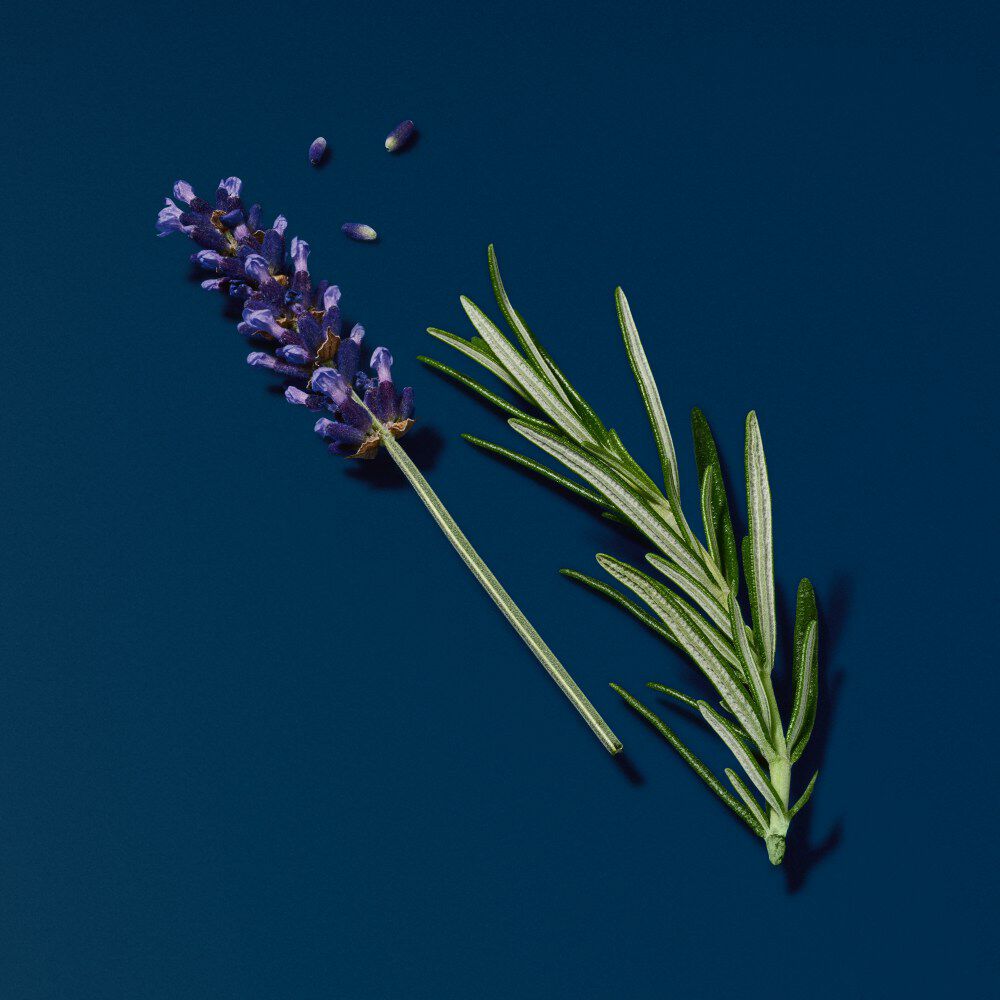 Lavendelblute und Rosmarinzweige auf einem dunkelblauen Hintergrund, die Aromatherapie und mediterrane Kuche symbolisierend.