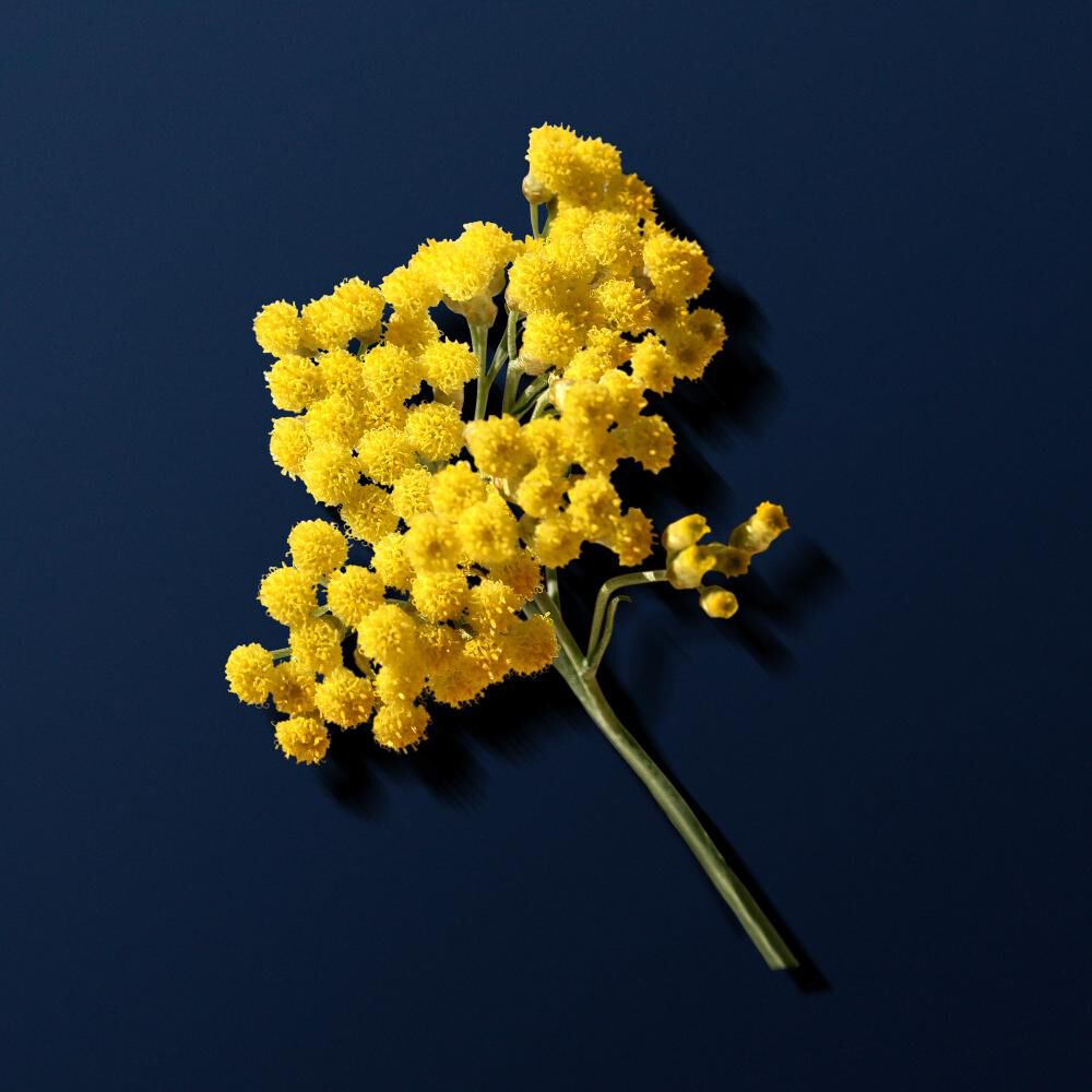 Einstrauß aus leuchtend gelben Mimosenbluten auf dunklem Hintergrund.