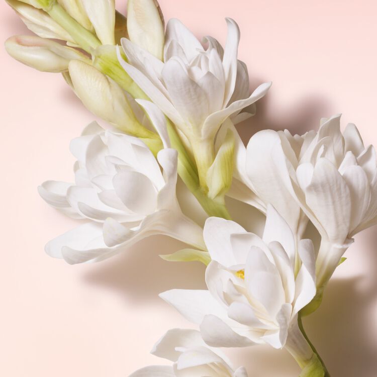 Elegant white tuberose flowers with green stems, set against a pale pink backdrop.