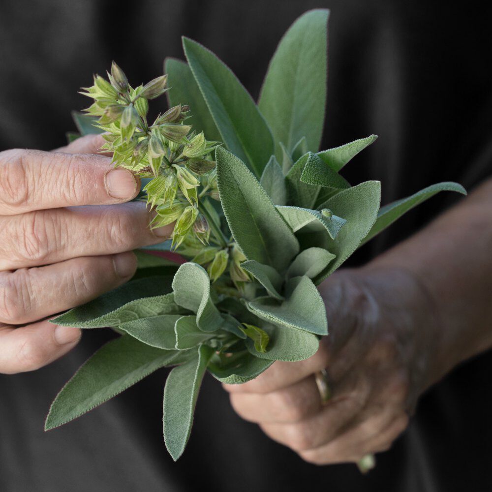 A close-up of a hand holding a bouquet of green sage leaves and flowering stems against a dark background.