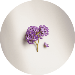 A piece of light-colored cedar wood, lies on a white background.