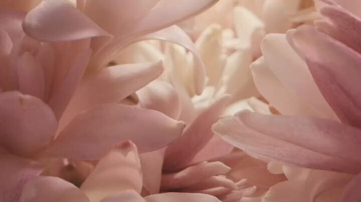A close-up image of soft, delicate pink flowers with layered petals, creating a tranquil and textured floral arrangement.