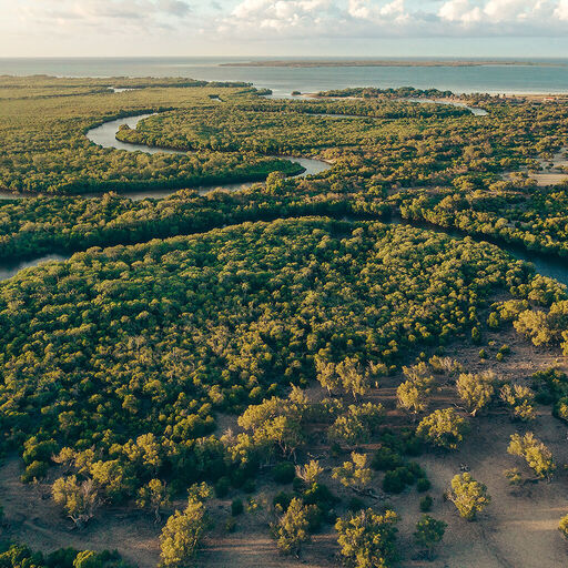 Luftbild eines uppigen, grunen Mangrovenwaldes, der von einem gewundenen Fluss durchzogen wird. Dieses Bild steht fur Armanis Engagement fur nachhaltige Praktiken und eine "Designed to Last"-Philosophie.