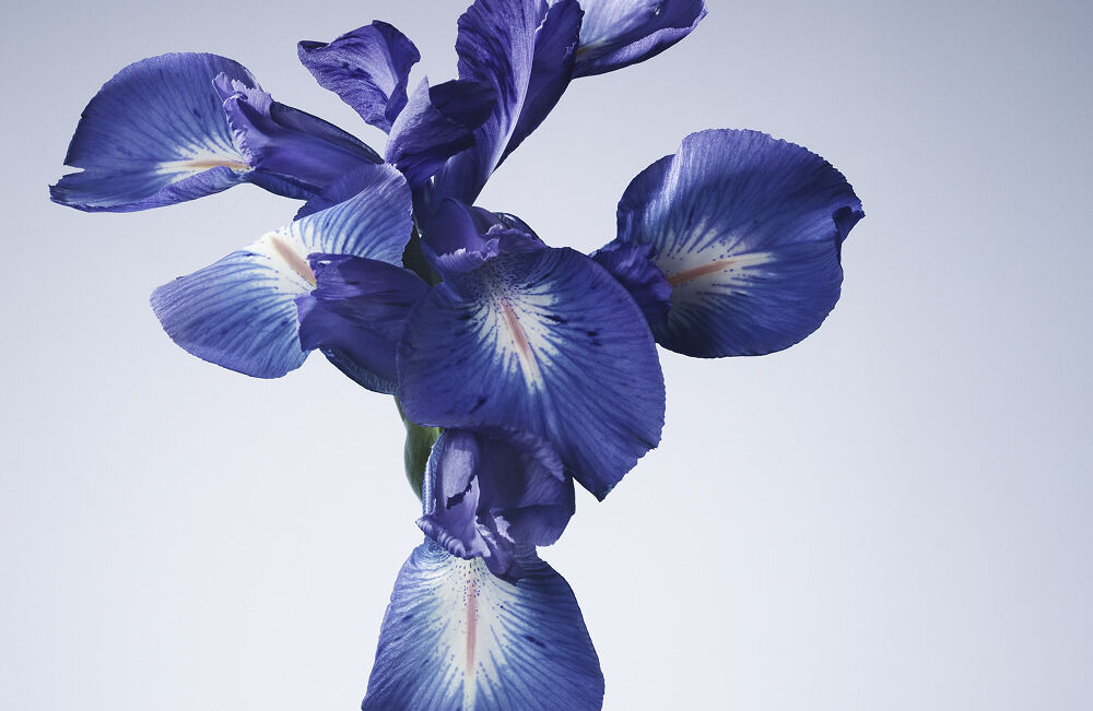 Bouquet d'iris violet aux petales delicats, sur fond clair, mettant en valeur leur beaute elegante.