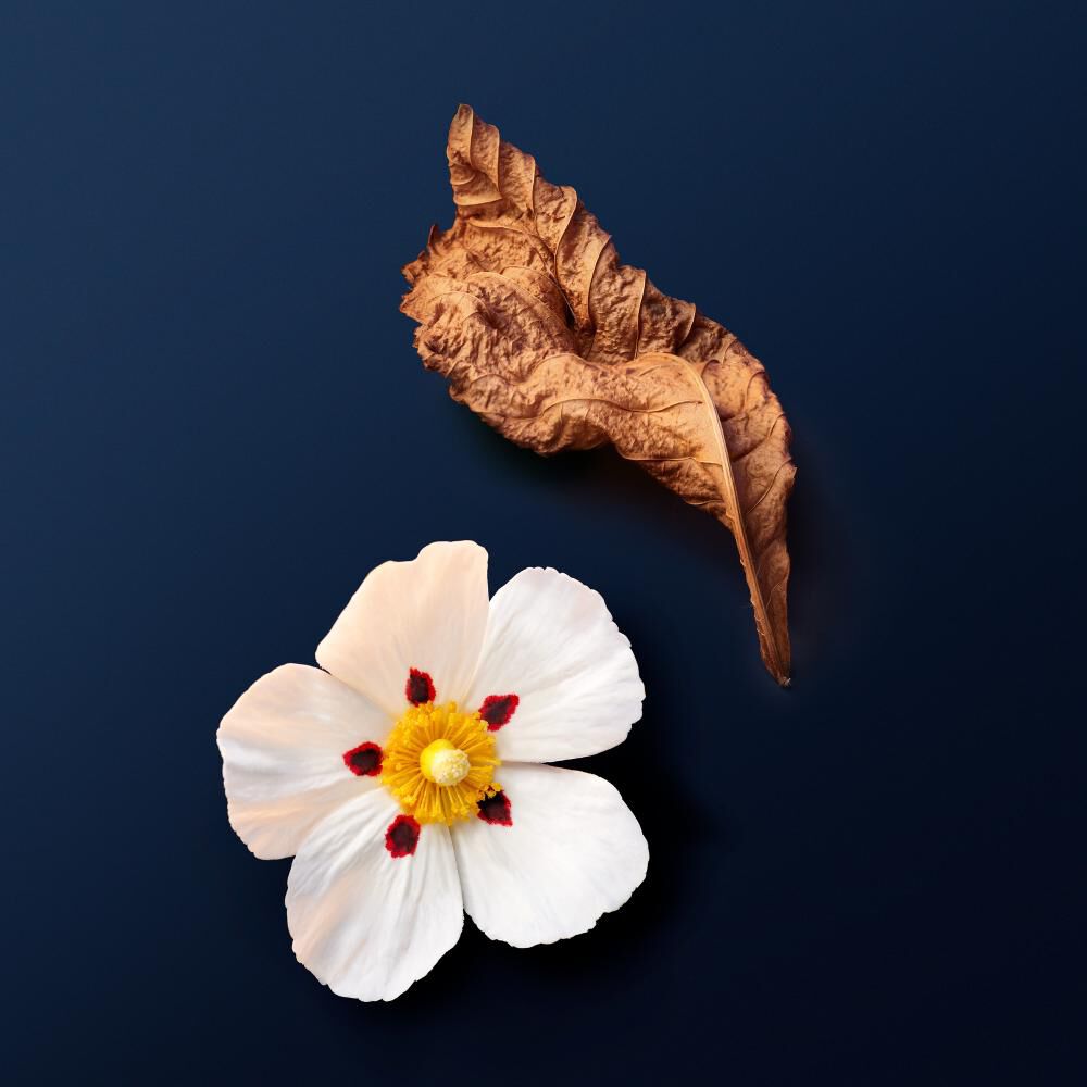 Eine weiße Blume mit roten Akzenten und eine trockene braune Blatter auf dunklem Hintergrund.