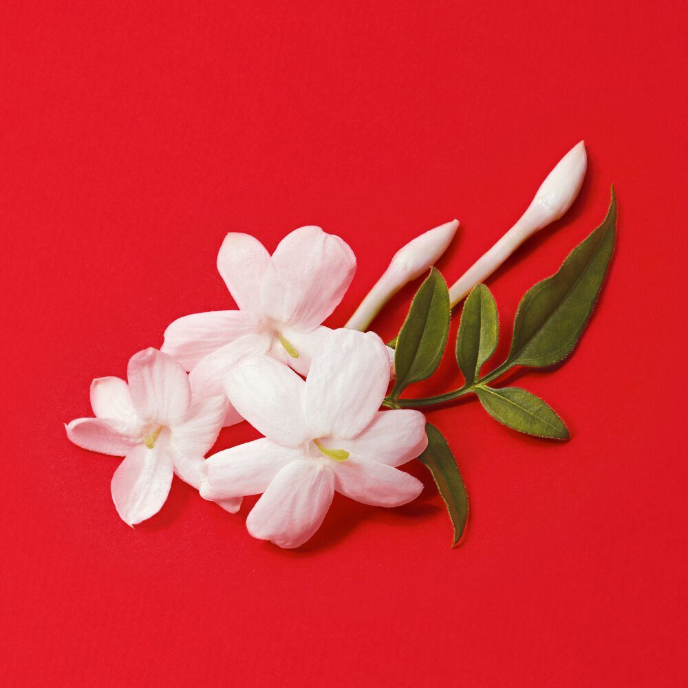White jasmine absolute flowers and leaves on a bold red background — jasmine absolute heart note of Si Passione Eau de Parfum by Giorgio Armani.