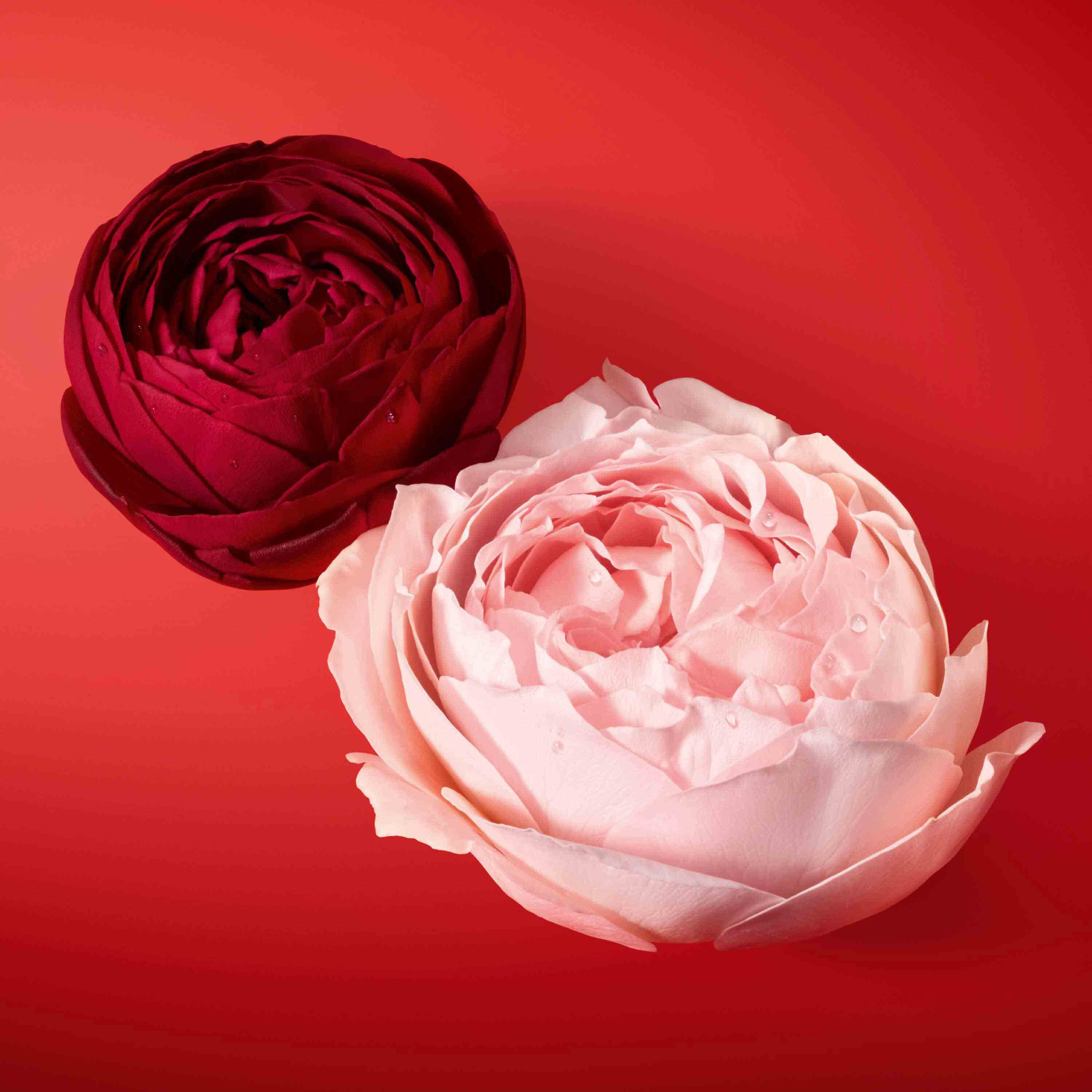 Two elegant flowers, one deep red and one soft pink, arranged against a vibrant red background, with delicate petals and droplets of water.