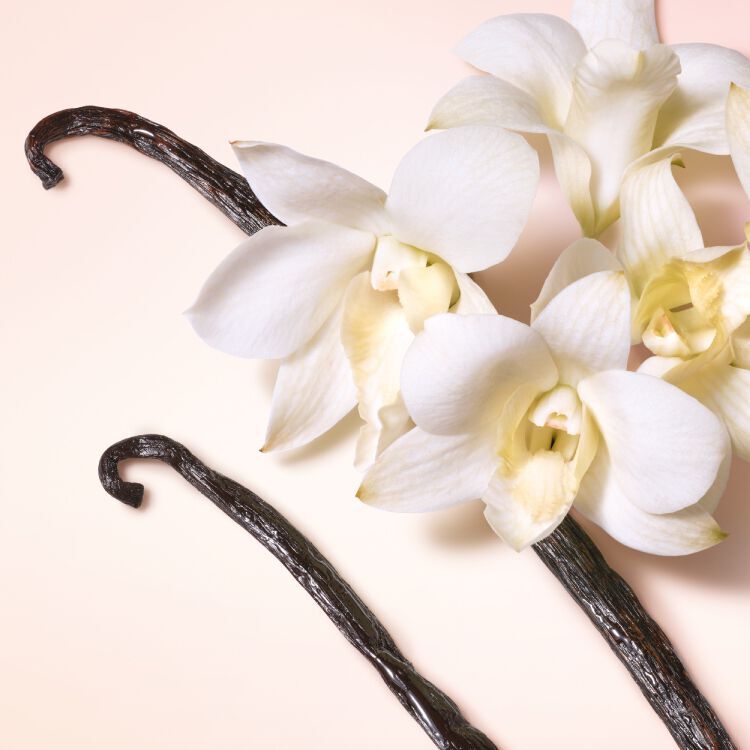 Two vanilla beans paired with delicate white flowers on a light pink background.