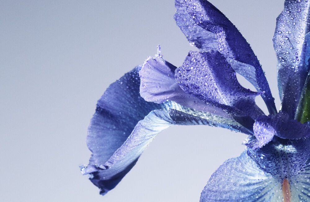 Fleur violette delicate, ornee de gouttelettes d'eau, sur fond clair.