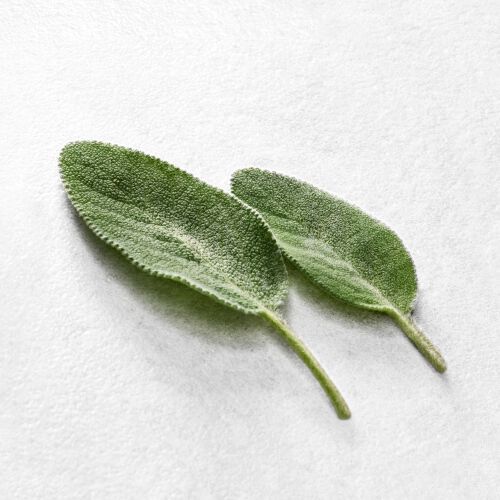 Zwei frische, grune Salbeiblatter auf einem weißen Hintergrund, mit deutlich sichtbarer Blattstruktur.
