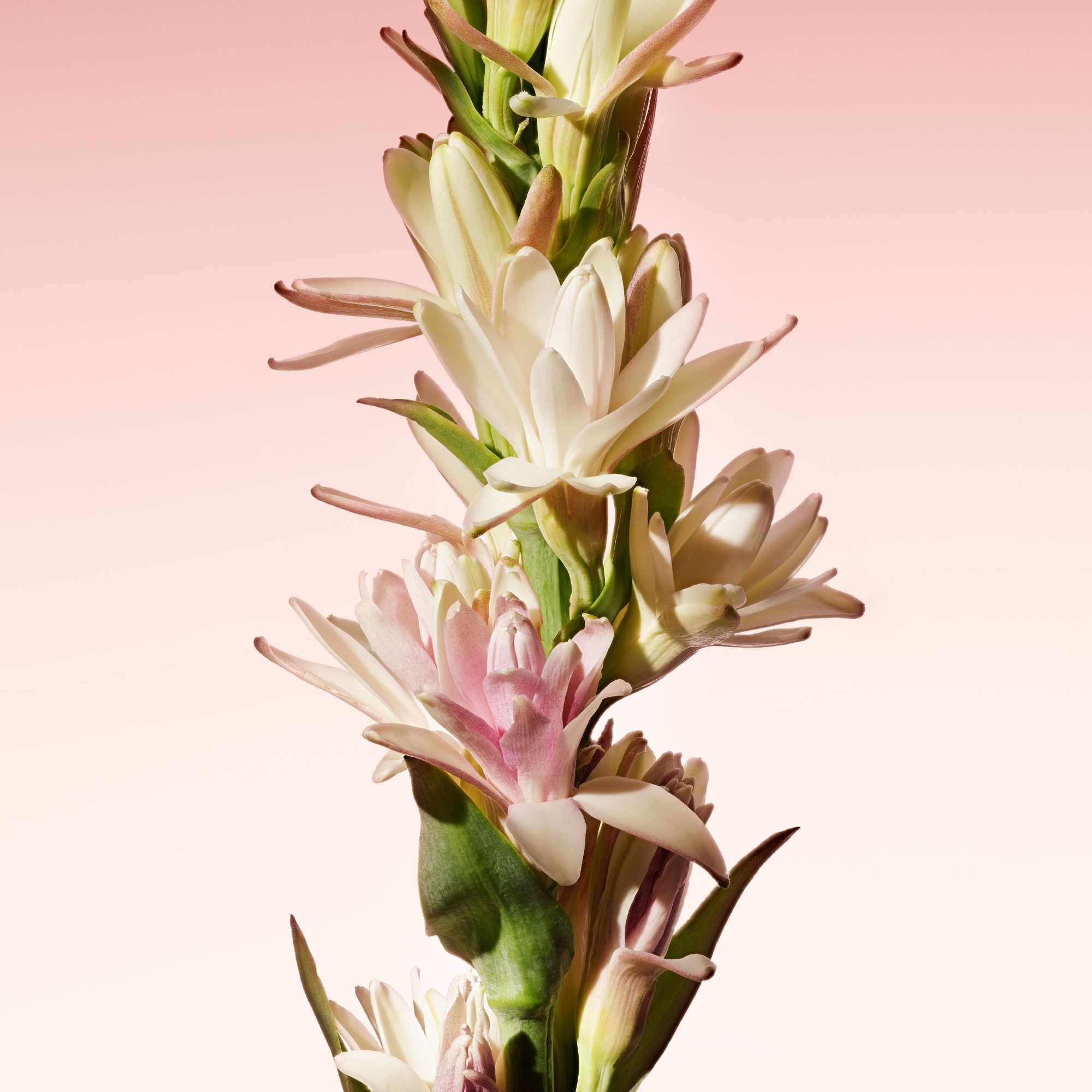 Armani Prive – Rouge Malachite