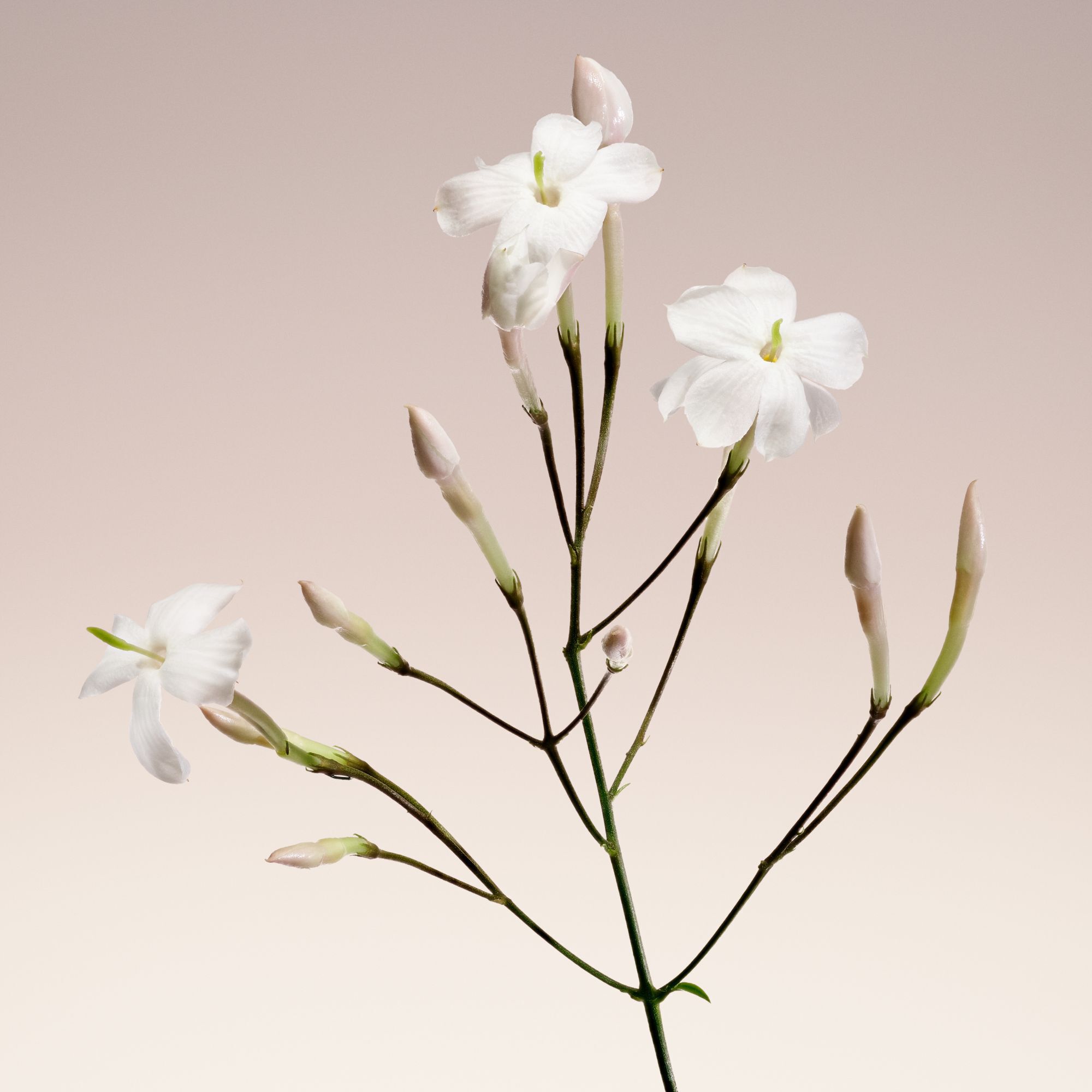 Armani/Prive Blanc Kogane: delicate jasmine branch, highlighting the fragrance’s radiant floral notes.