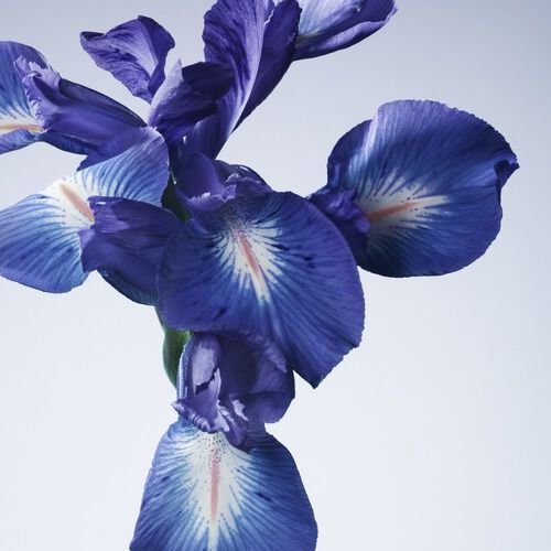 ARMANI/PRIVE IRIS BLEU